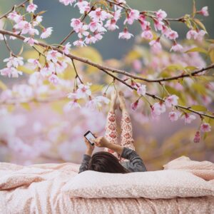 Cherry Blossoms