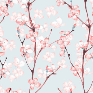 Cherry Blossoms